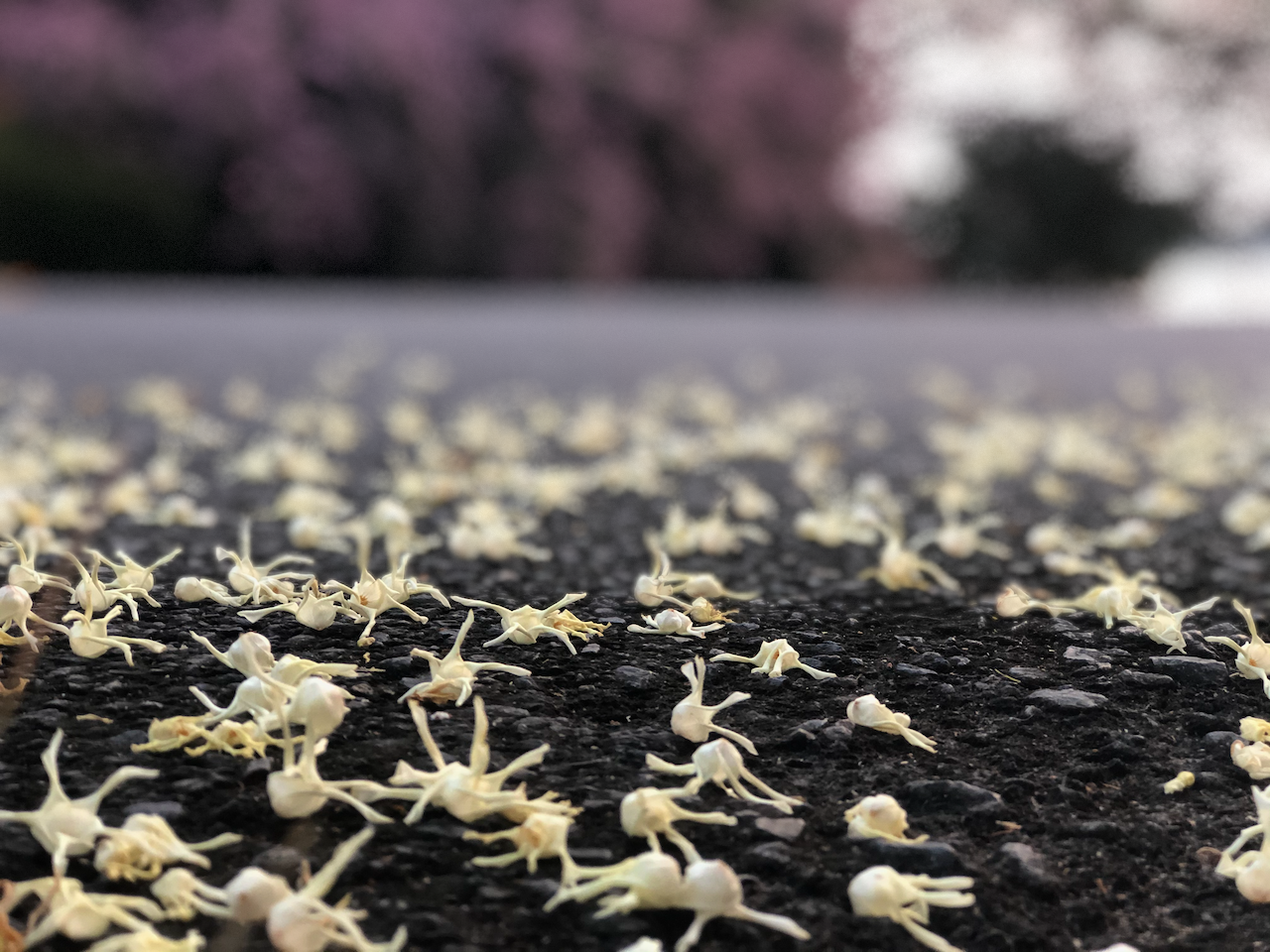 ดอกพะยอม คนเหนือเรียก ดอกขะยอม